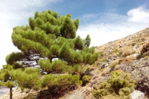 Ruta Alcázar- La Maroma